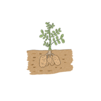 Potato drawing for decor png