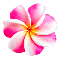 plumeria tropical flor generativo ai png