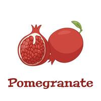 Pomegranate Hand drawn Vector illustration. Pomegranate whole fruit and half sliced.