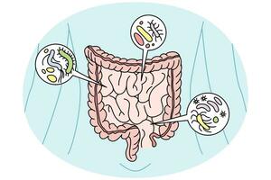 Digestive tract with bacteria inside. Person digestion organs intestines with virus. Healthcare and bowel. Vector illustration.