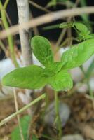 Maman Lanang leaves are green and very fresh photo