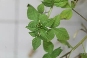 Maman Lanang leaves are green and very fresh photo