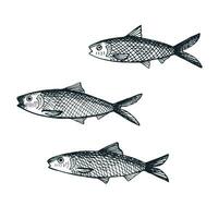 Sardine fish drawing on an isolated white background. Hand-drawn sketch with graphic pilchard, seafood, sea fishing. Design element for template, label, background, card, poster. Vector illustration