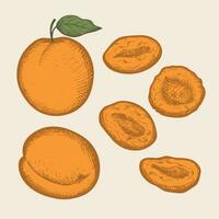 Dried apricots drawing, dry fruit. Hand drawn dry apricot, fresh apricots plant, vector illustration on isolated white background.Oriental sweets healthy food. For print, label, template, logo, card.