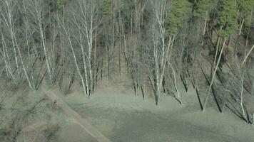 aéreo Visão do uma floresta com nu árvores video