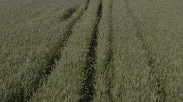 vue aérienne d'un champ de blé video