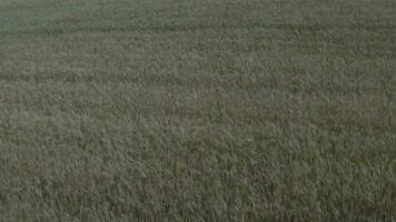 une champ de blé est montré dans le distance video