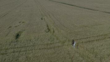 een antenne visie van een persoon wandelen door een veld- video