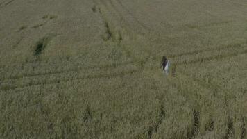 an aerial view of a person walking through a field video