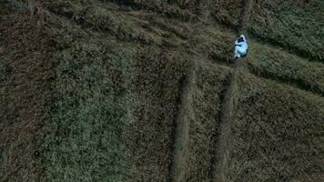 un aereo Visualizza di un' donna nel un' campo video