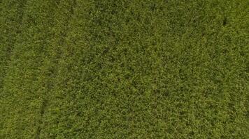 an aerial view of a field with green grass video