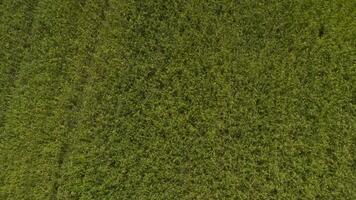 an aerial view of a field with green grass video