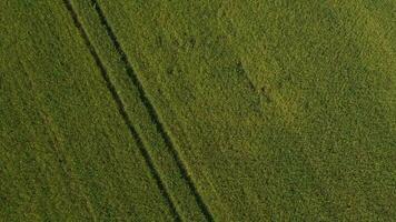 un aereo Visualizza di un' campo con verde erba video