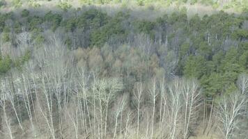 aerial view of a forest with trees and bare branches video