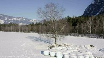 congeladas branco árvore dentro a Nevado campo dentro a inverno video