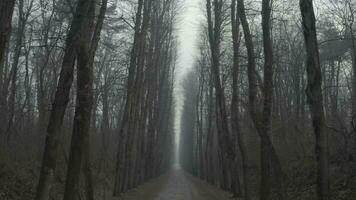 une longue route dans le milieu de une du froid forêt video