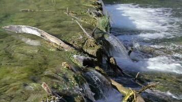 water flowing over a log in a river video