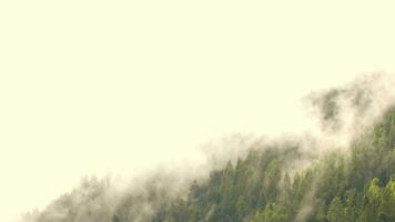 une forêt et Montagne couvert dans brouillard et des arbres video