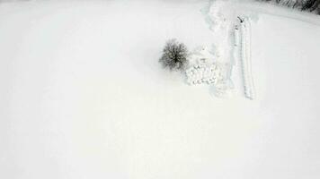 frozen white tree in the snowy field in the winter video