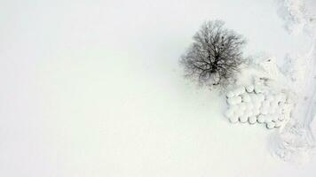 congelado blanco árbol en el Nevado campo en el invierno video