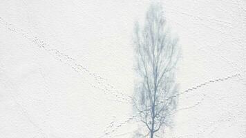 a lone tree is shown in the snow video