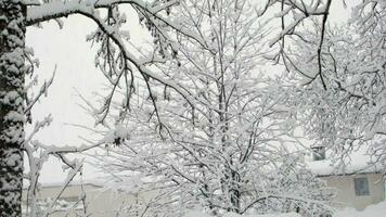 uma árvore coberto dentro neve dentro a meio do uma campo video