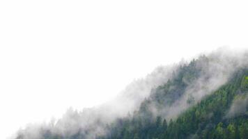 a forest and mountain covered in fog and trees video