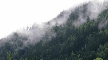 un bosque con arboles y nubes en el cielo video