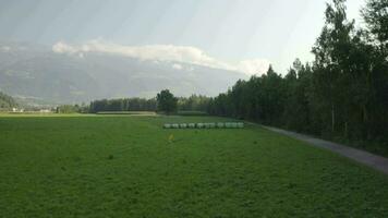 aerial view of a field with cows and trees video