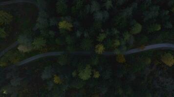 aerial view of a winding road through a forest video