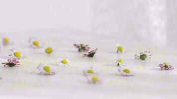 une blanc table couvert avec petit blanc fleurs video