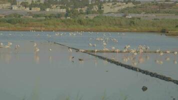 fenicotteri nel portopalo di Capo Passero nel sicilia nel Italia video