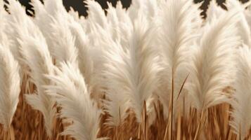 Generative AI, Pampa grass branch with sky. Abstract natural boho background of soft plants, Cortaderia selloana photo