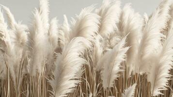 Generative AI, Pampa grass branch with sky. Abstract natural boho background of soft plants, Cortaderia selloana photo