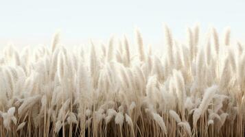 Generative AI, Pampa grass branch with sky. Abstract natural boho background of soft plants, Cortaderia selloana photo