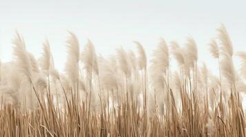 Generative AI, Pampa grass branch with sky. Abstract natural boho background of soft plants, Cortaderia selloana photo