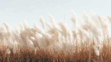 Generative AI, Pampa grass branch with sky. Abstract natural boho background of soft plants, Cortaderia selloana photo