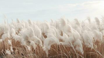 Generative AI, Pampa grass branch with sky. Abstract natural boho background of soft plants, Cortaderia selloana photo