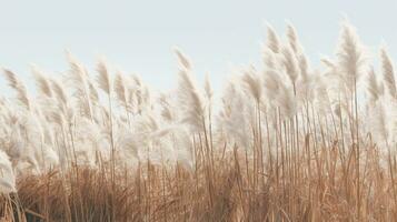 Generative AI, Pampa grass branch with sky. Abstract natural boho background of soft plants, Cortaderia selloana photo