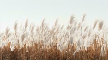 Generative AI, Pampa grass branch with sky. Abstract natural boho background of soft plants, Cortaderia selloana photo