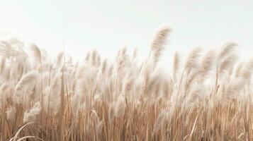 Generative AI, Pampa grass branch with sky. Abstract natural boho background of soft plants, Cortaderia selloana photo