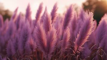 Generative AI, Pampa purple lavender color grass branch with sky. Abstract natural boho background of soft plants, Cortaderia selloana photo