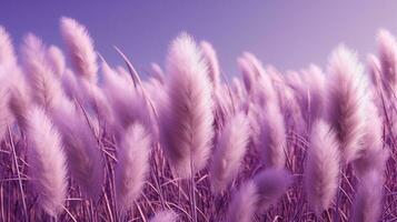 Generative AI, Pampa purple lavender color grass branch with sky. Abstract natural boho background of soft plants, Cortaderia selloana photo