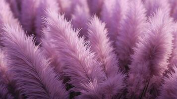 Generative AI, Pampa purple lavender color grass branch with sky. Abstract natural boho background of soft plants, Cortaderia selloana photo