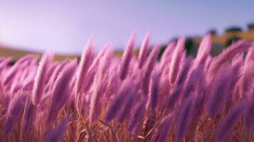 Generative AI, Pampa purple lavender color grass branch with sky. Abstract natural boho background of soft plants, Cortaderia selloana photo