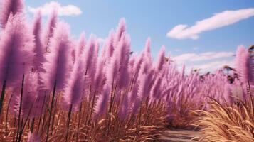 Generative AI, Pampa purple lavender color grass branch with sky. Abstract natural boho background of soft plants, Cortaderia selloana photo