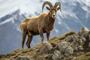 Barbary sheep Aries in the mountains of the Alps, Barbary sheep Capra ibex on the slope of a mountain, AI Generated photo