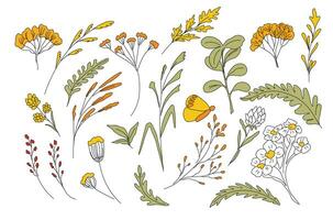 Autumn herbs. Vector illustration. September seasonal collection. A doodle of twigs and a flower. Isolated on a white background.