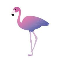 Pink flamingo.  Vector stock illustration.  Sunset gradient. Exotic tropical bird character. Isolated on a white background.