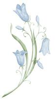 Bell Flower watercolor illustration. Hand drawn botanical drawing of blue Campanula on isolated background. Sketch of blooming wild bluebell in pastel colors for greeting cards or wedding invitations vector